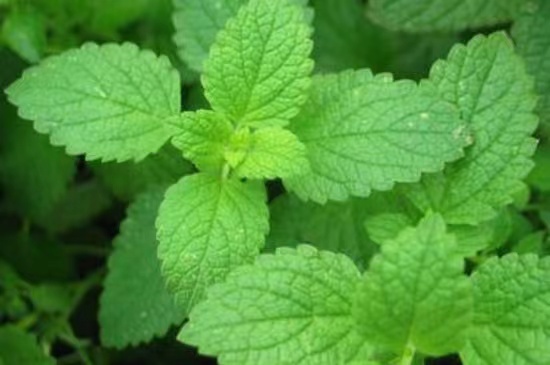  The mint market in 2022